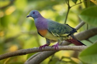 Holub papousci - Treron vernans - Pink-necked Green-Pigeon o8004